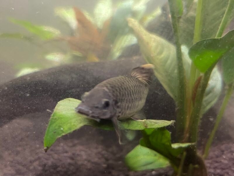 Don gara ruffa et crevettes