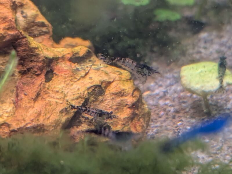 Blue Zebra - Neocaridina davidi - crevettes bleues
