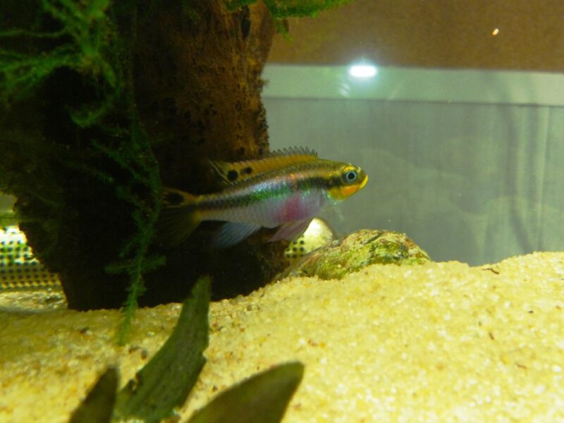 Cichlidé Pelvicachromis taeniatus