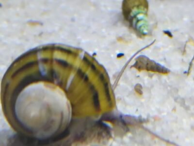 Escargot asolene spixi