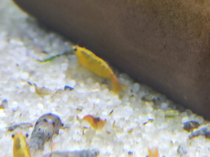 Sunkist crevettes orange