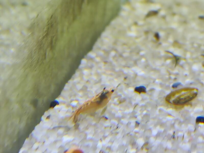 Sunkist crevettes orange