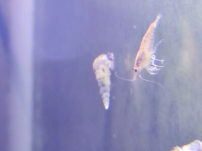 Sunkist crevettes orange