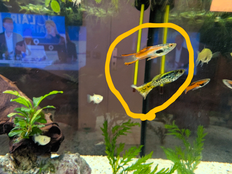 Don guppys Endlers mâles