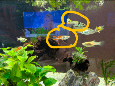 Don guppys Endlers mâles