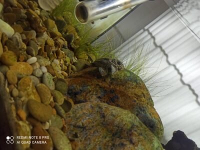 Hypancistrus L262