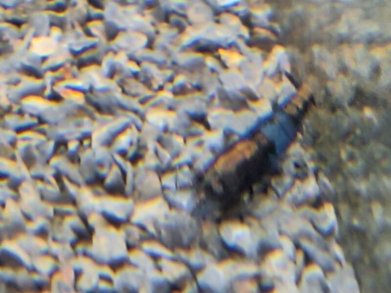 Crevette Blue carbone gold back