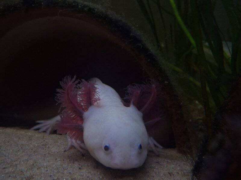 axolotl leucistique