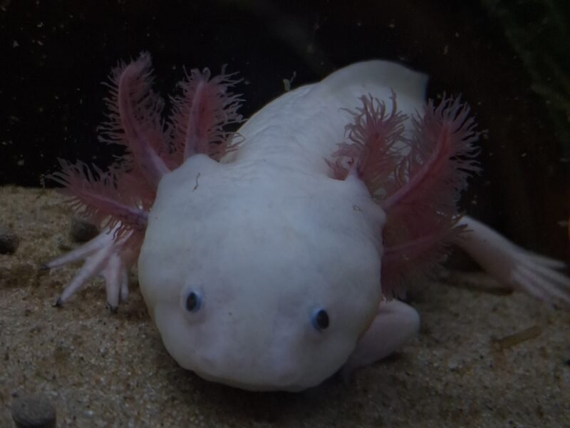 axolotl leucistique