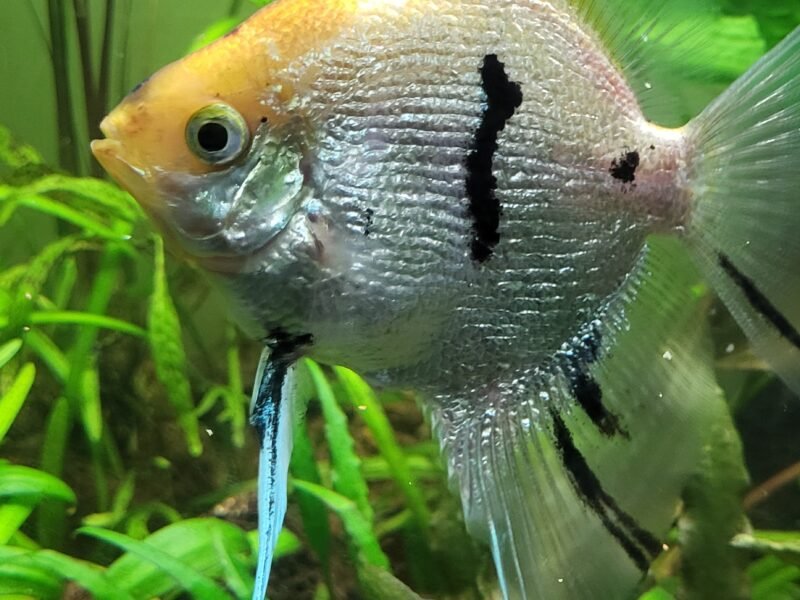 Scalaire pterophyllum