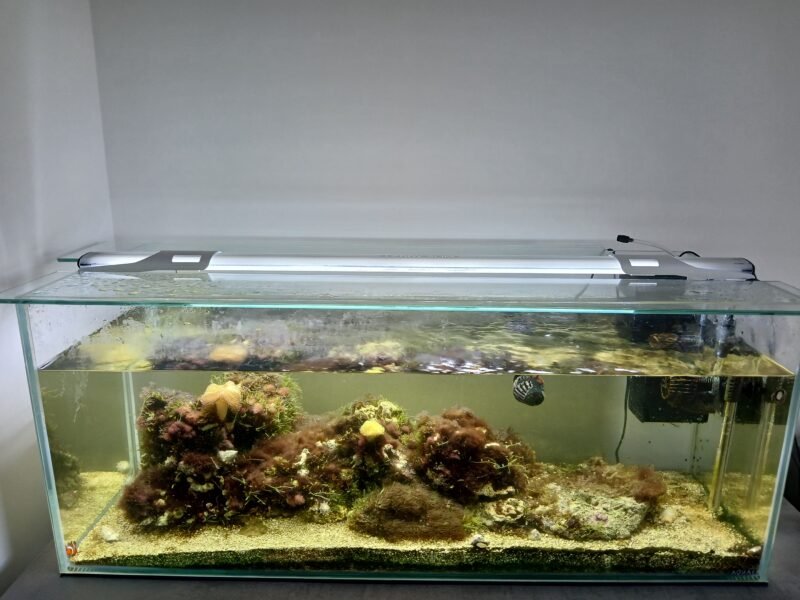 Aquarium marin : poissons,coraux et pierres vivantes