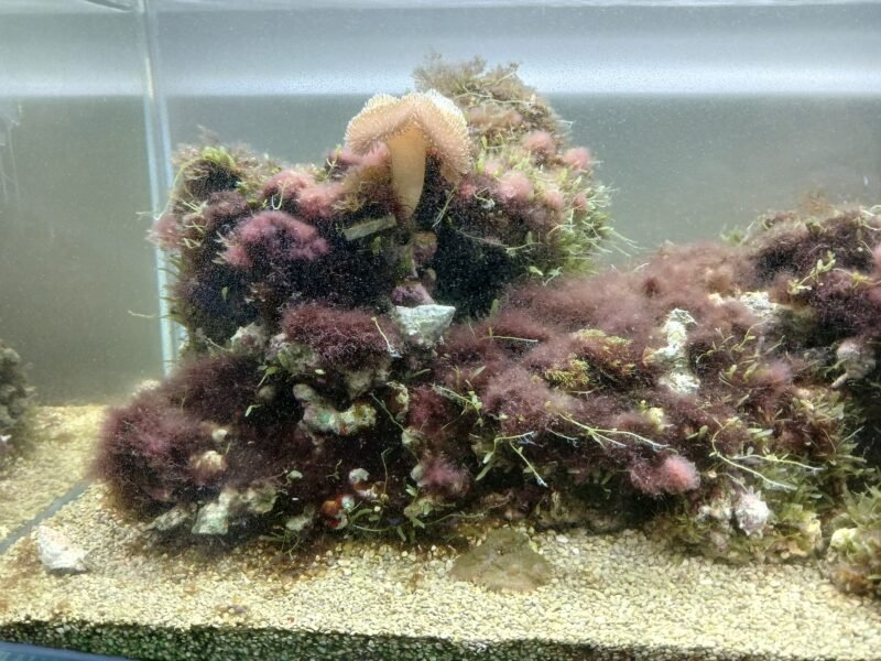 Aquarium marin : poissons,coraux et pierres vivantes