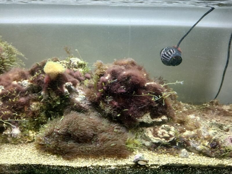 Aquarium marin : poissons,coraux et pierres vivantes