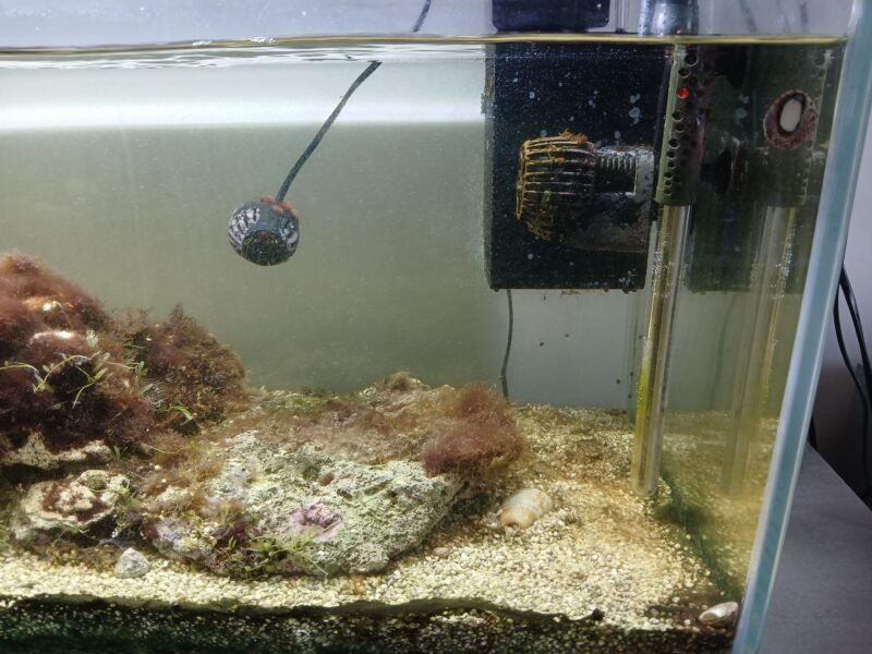 Aquarium marin : poissons,coraux et pierres vivantes