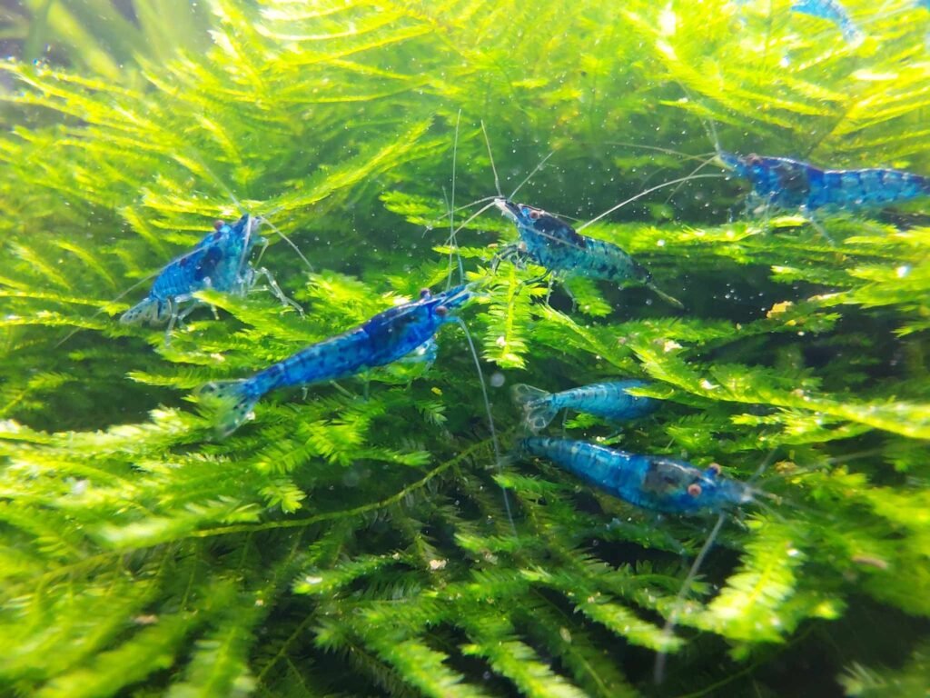 Crevettes Neocaridina vivantes langues à 4 couleurs Mauritius