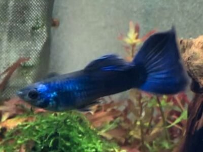 Guppy Moscow Blue