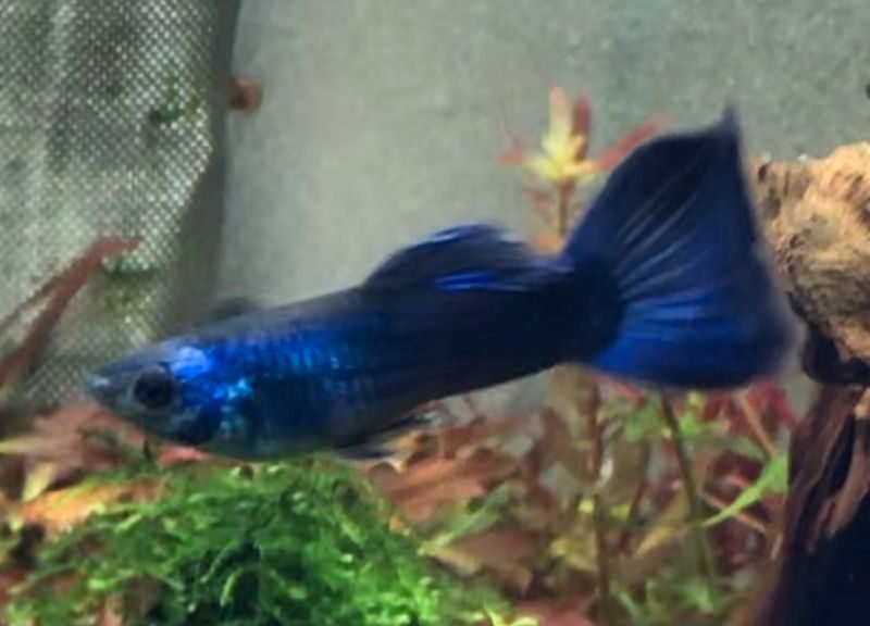 Guppy Moscow Blue