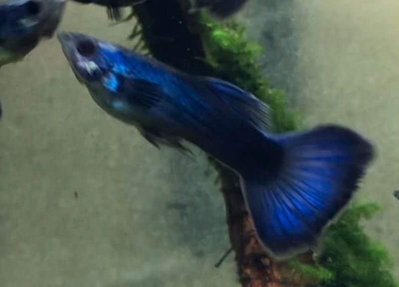 Guppy Moscow Blue