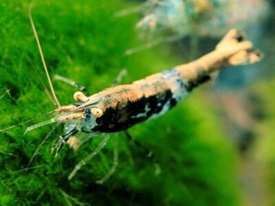 Crevette Blue carbone gold back