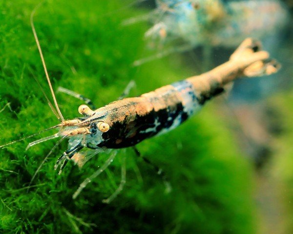 Crevette Blue carbone gold back