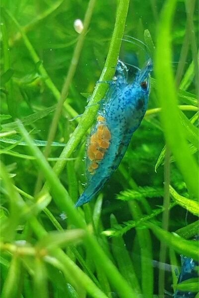 Crevettes Neocaridina blue dream