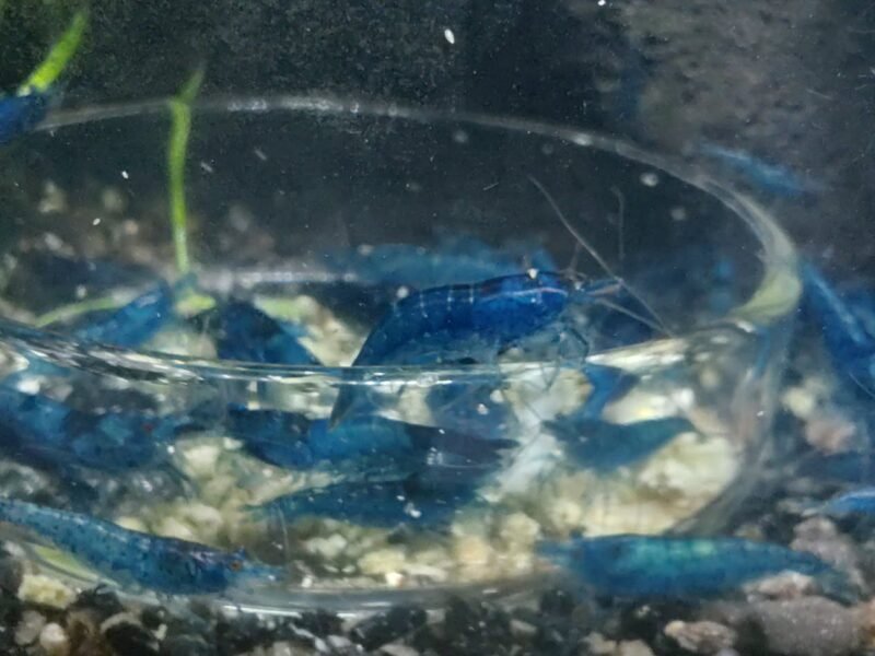 Crevettes Neocaridina blue dream