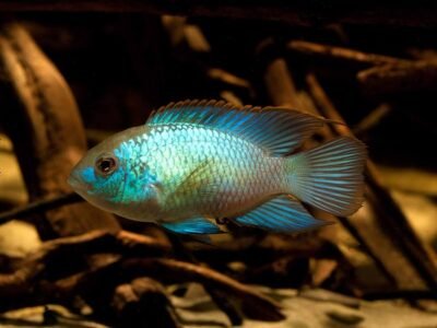 Cichlidés américains