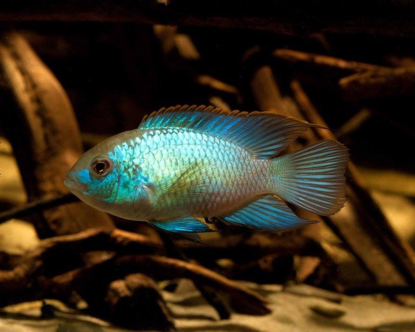 Cichlidés américains