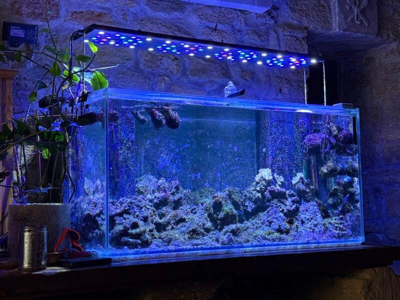 Aquarium 450L - matériel - coraux - poissons etc