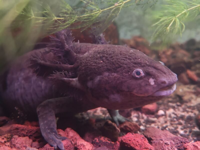 axolotl classique