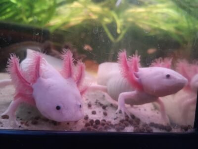axolotl leucistique