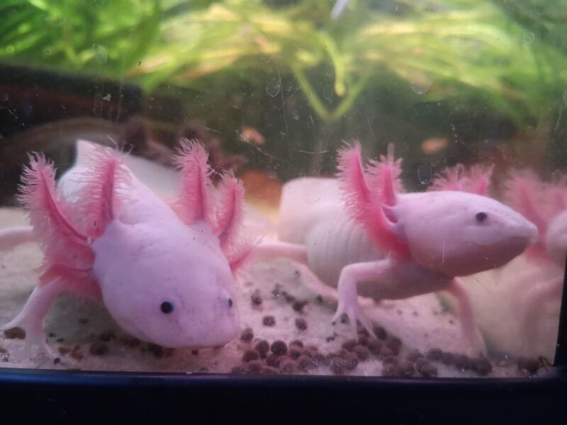 axolotl leucistique