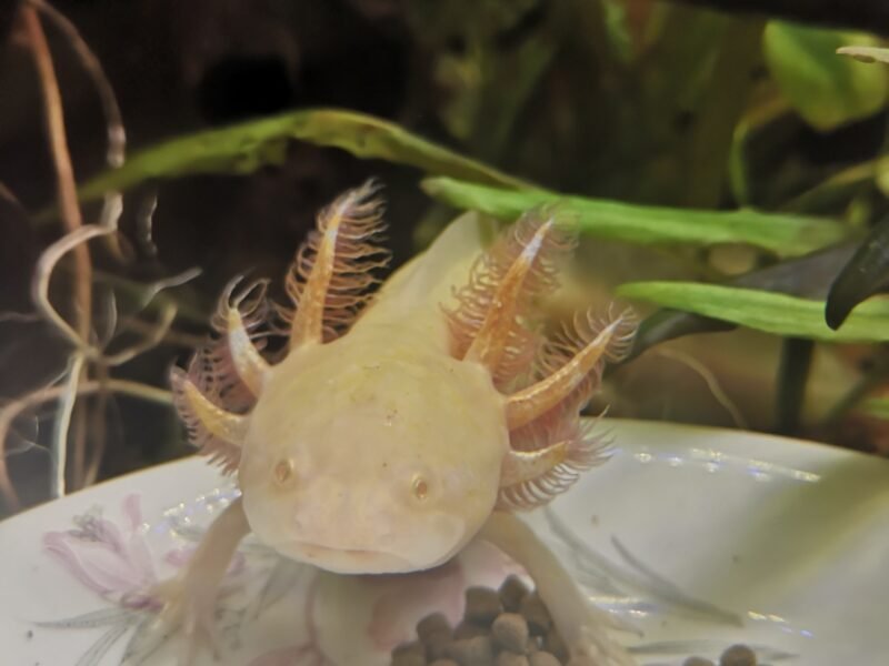 axolotl albinos