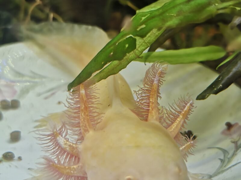 axolotl albinos