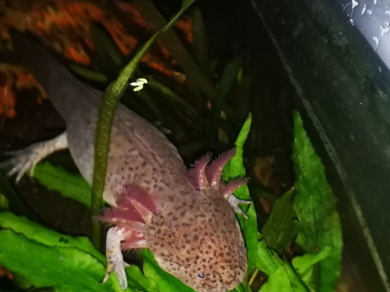 axolotl classique