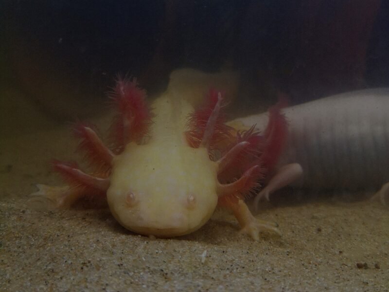 axolotl albinos