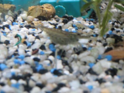 poissons d eau douce chaude