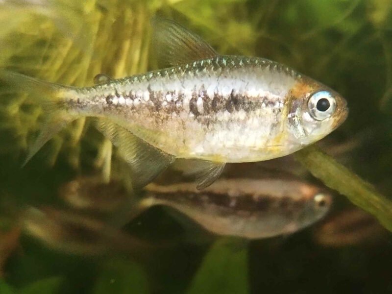 Moenkhausia nigromarginata