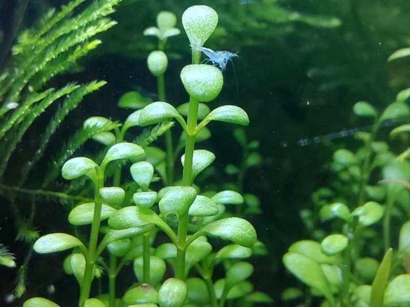 Crevettes Neocaridina blue dream