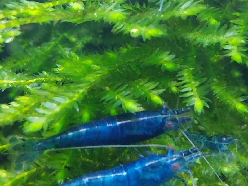 Crevettes Neocaridina blue dream