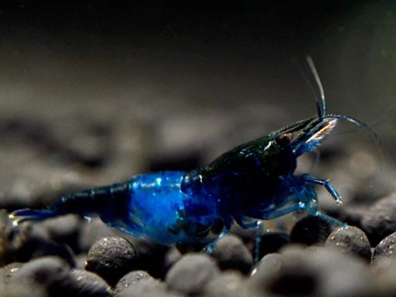 Crevette Blue carbone gold back