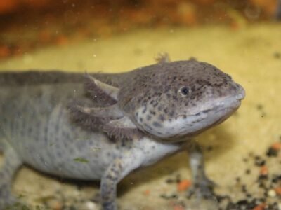 axolotl classique