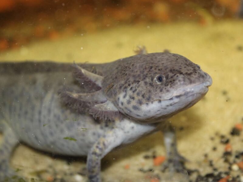 axolotl classique