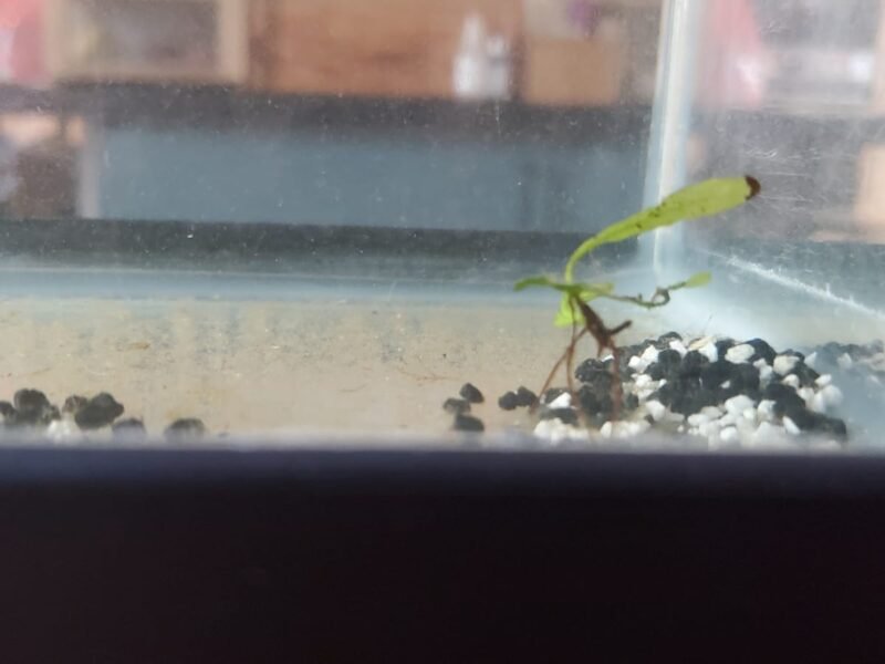 Plantes d’aquarium – Fougères de Java, Hygrophila, Laitue d’eau – Packs au choix