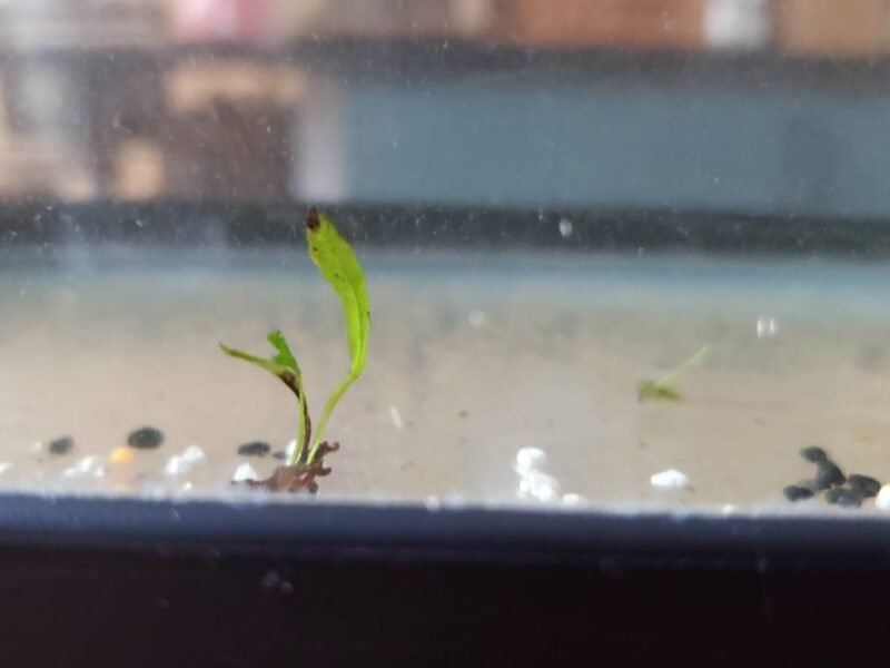 Plantes d’aquarium – Fougères de Java, Hygrophila, Laitue d’eau – Packs au choix