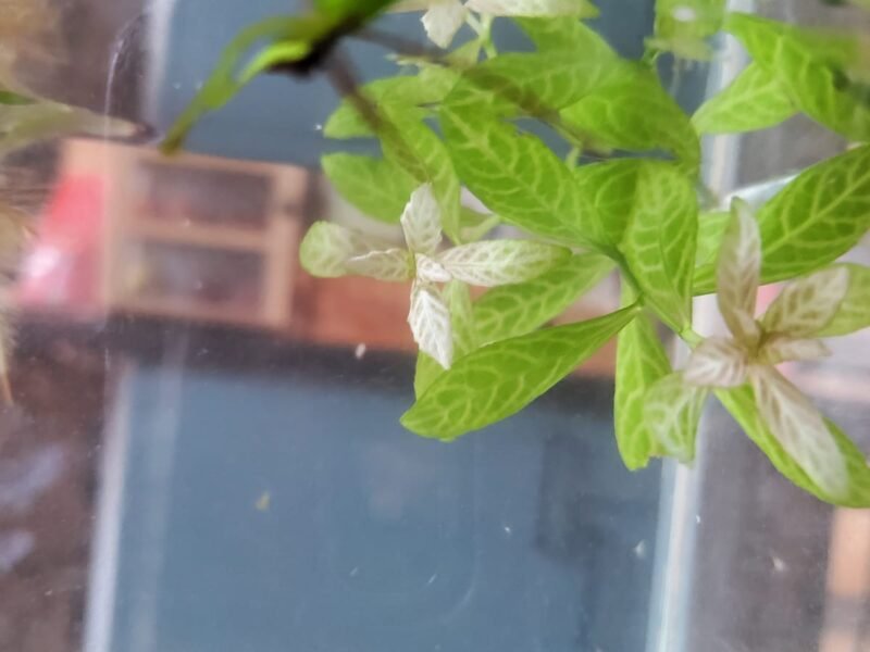 Plantes d’aquarium – Fougères de Java, Hygrophila, Laitue d’eau – Packs au choix