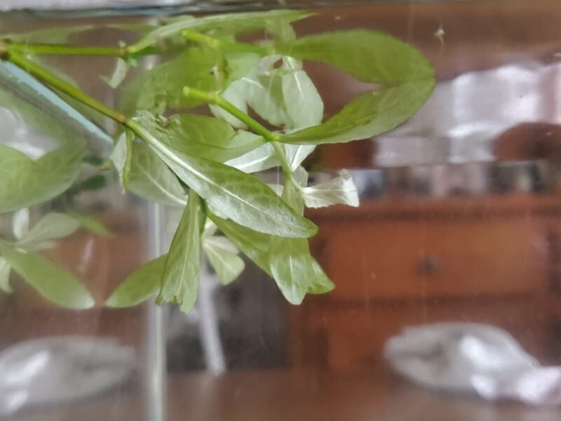 Plantes d’aquarium – Fougères de Java, Hygrophila, Laitue d’eau – Packs au choix