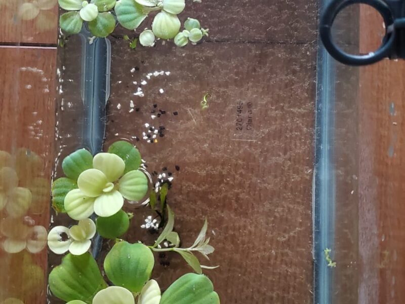 Plantes d’aquarium – Fougères de Java, Hygrophila, Laitue d’eau – Packs au choix