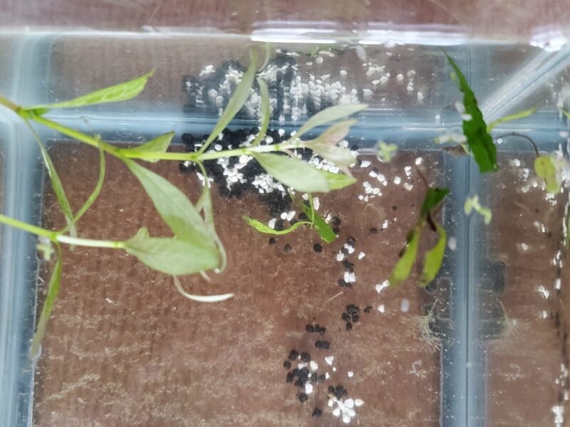 Plantes d’aquarium – Fougères de Java, Hygrophila, Laitue d’eau – Packs au choix