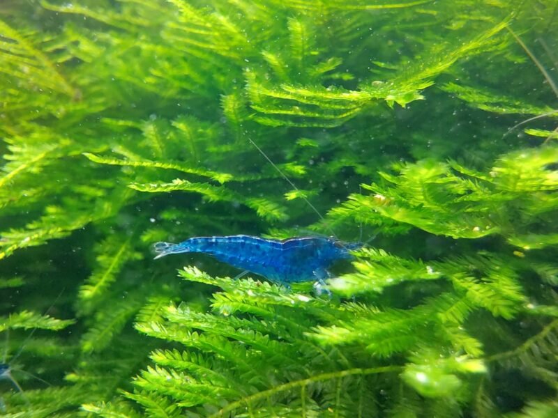 Crevettes Neocaridina blue dream